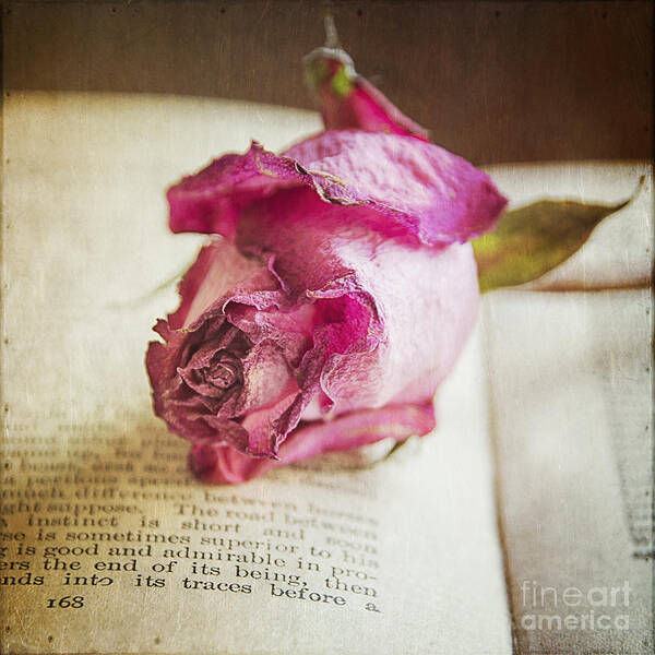 Rose Art Print featuring the mixed media Page 168 to the End by Terry Rowe
