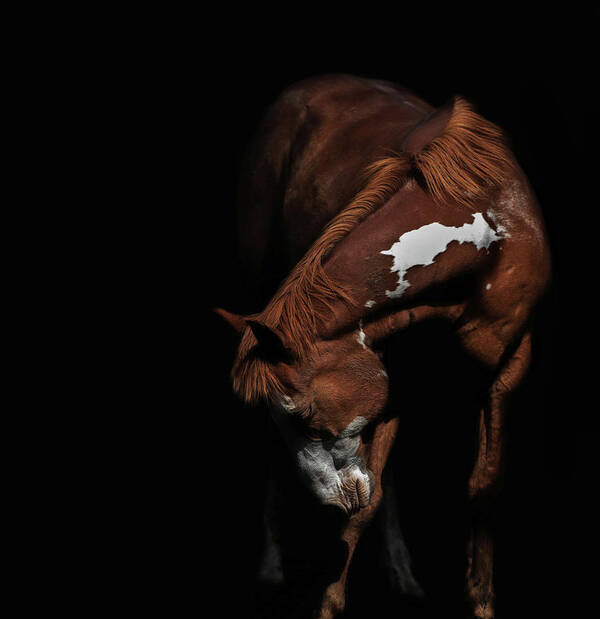 Paint Horse Art Print featuring the photograph Paint In Black II by Ryan Courson