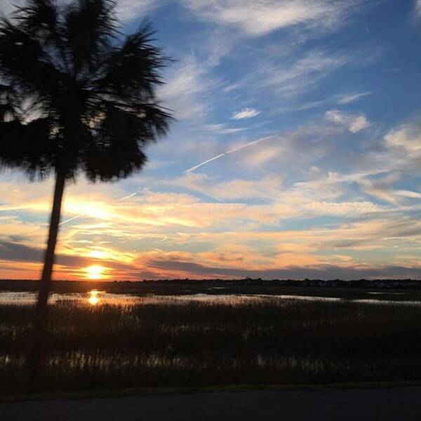 Palmetto Art Print featuring the photograph Palm Tree Sunset #bensawyerbridge by Jason Ogden