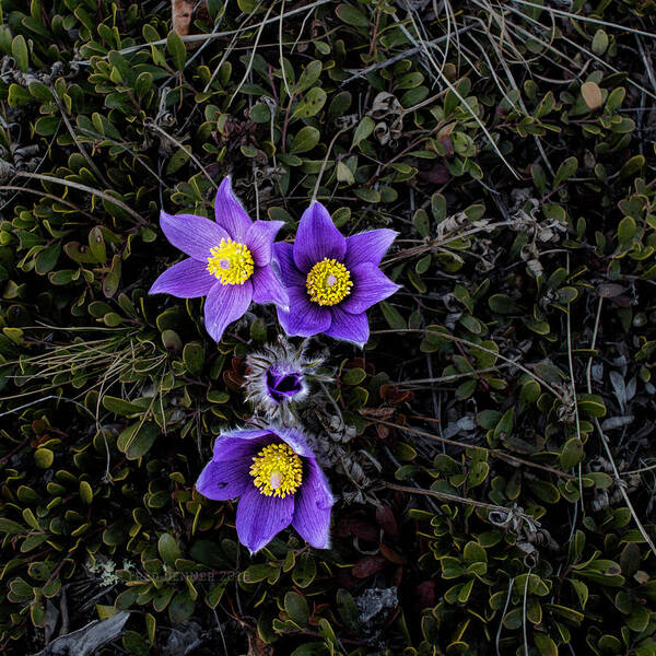 Alaska Art Print featuring the photograph Pasque Flower by Fred Denner