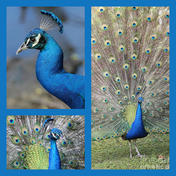 Collages Art Print featuring the photograph Peacock Collage in Blue by Carol Groenen