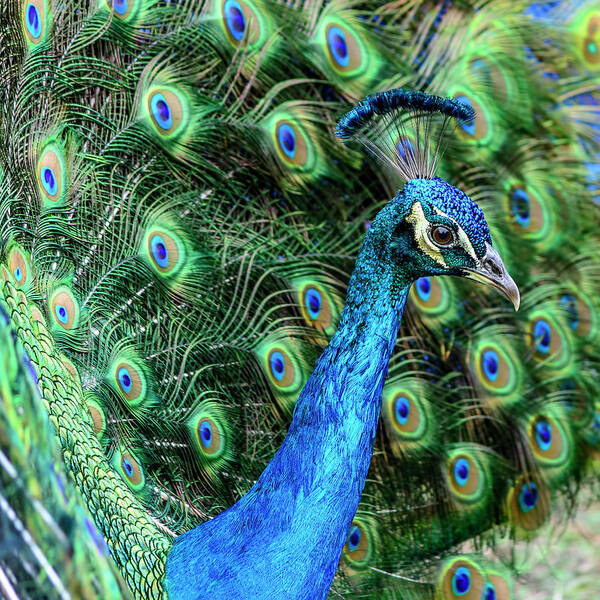 Peacock Art Print featuring the photograph Peacock by Steven Sparks