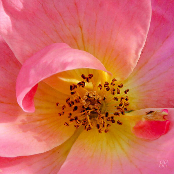 Rose Art Print featuring the photograph Petal Pink by Geri Glavis