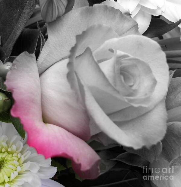 Roses Art Print featuring the photograph Petal by Sian Lindemann