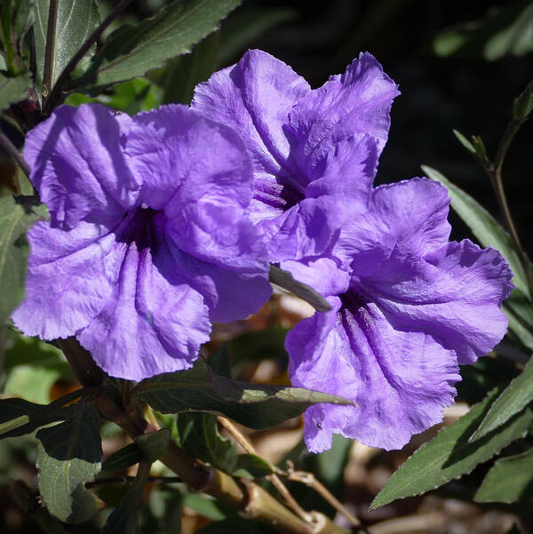 Purple Art Print featuring the photograph Petunia Trio by Laurel Powell