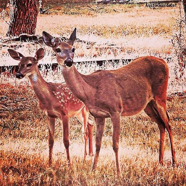 Fawn Art Print featuring the photograph Photoshopping My Two Favorite #deer by Austin Tuxedo Cat