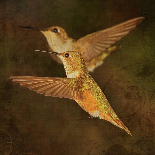 Hummingbird Art Print featuring the photograph Pick a Pair by Theo O'Connor