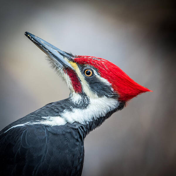 Pileated Art Print featuring the photograph Pileated Closeup by Paul Freidlund