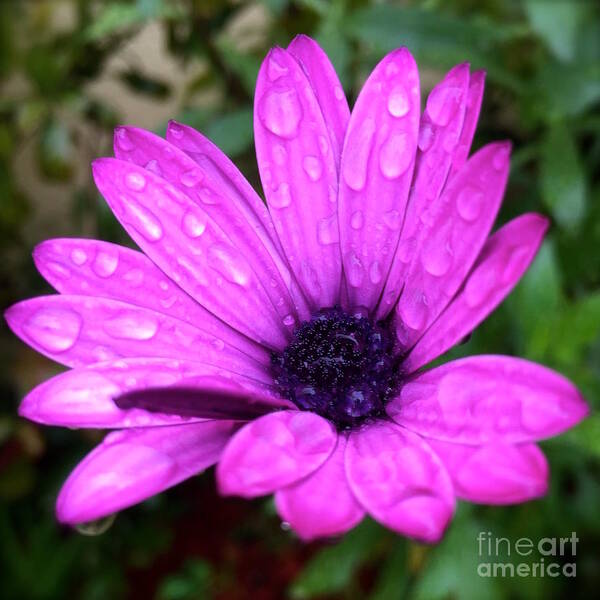 Nature Art Print featuring the photograph Pink daisy by Wonju Hulse