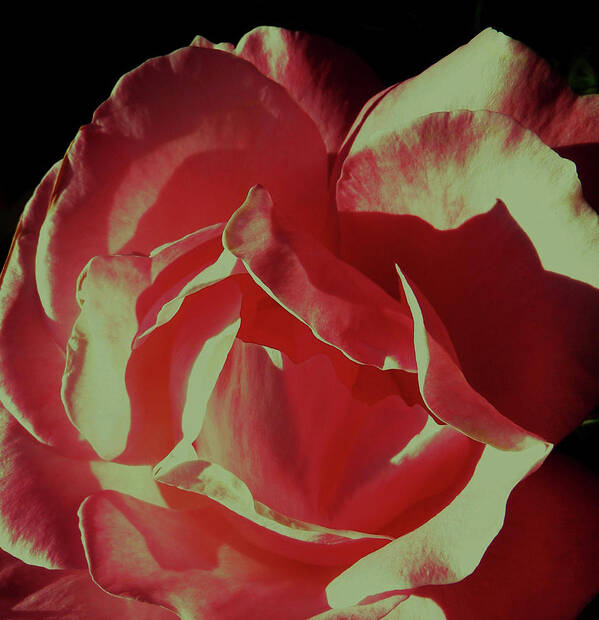 Pink Rose Art Print featuring the photograph Pink by Daniele Smith