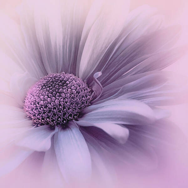 Flower Art Print featuring the photograph Pink Mist by Darlene Kwiatkowski