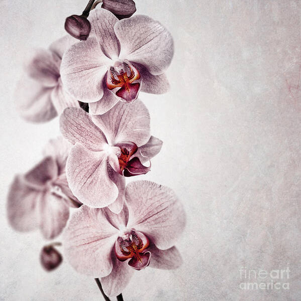 Aged Art Print featuring the photograph Pink orchid vintage by Jane Rix