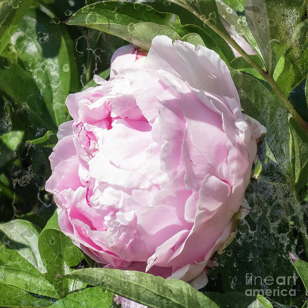 Pink Peony Art Print featuring the photograph Pink Peony by Scott and Dixie Wiley