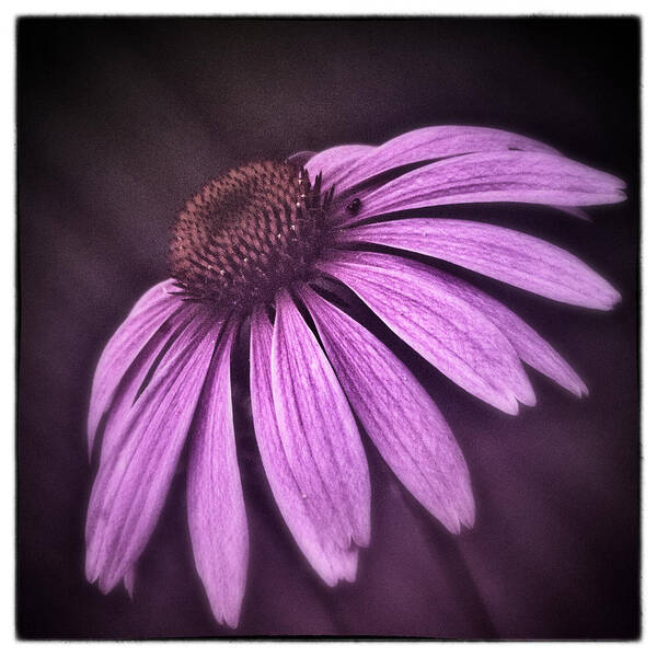 Coneflower Art Print featuring the photograph Pink by Robert Fawcett