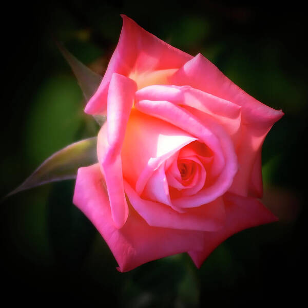 Garden Art Print featuring the photograph Pink Rose by Albert Seger