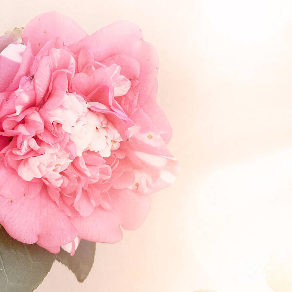 Pink Art Print featuring the photograph Pink ruffled camellia by Cindy Garber Iverson