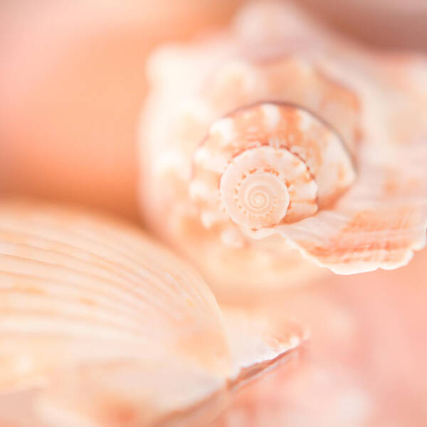 Shells Art Print featuring the photograph Pink Shell Pair by Hermes Fine Art