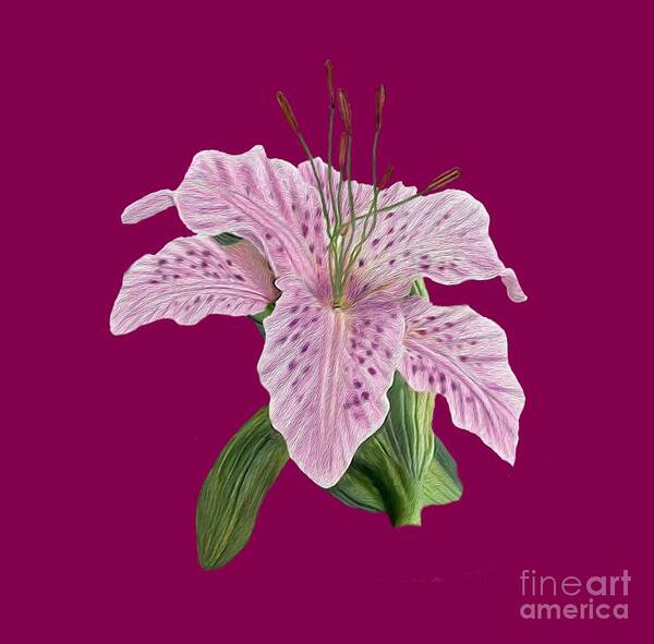 Pink Tiger Lily Art Print featuring the digital art Pink Tiger Lily Blossom by Walter Colvin