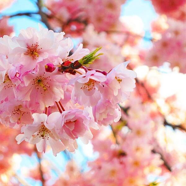 Pink Art Print featuring the photograph Cherry blossom by Elinor