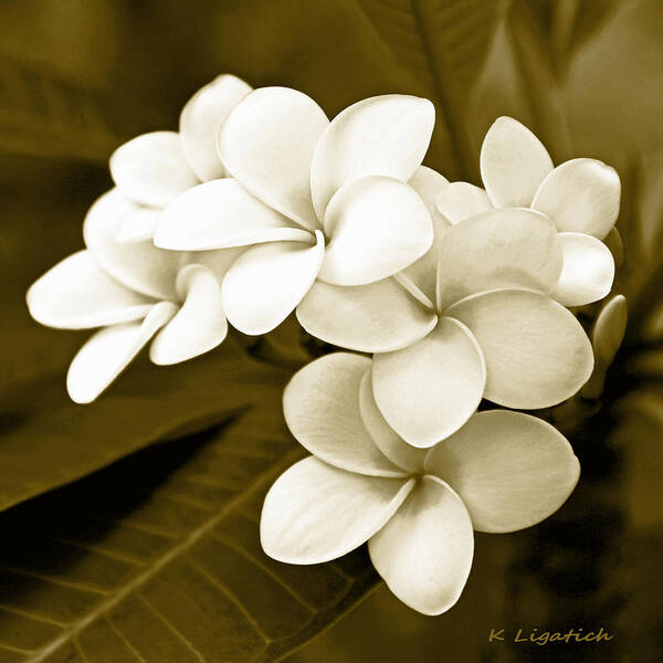 Plumeria Art Print featuring the photograph Plumeria - Brown Tones by Kerri Ligatich