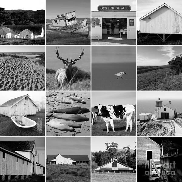 Wingsdomain Art Print featuring the photograph Point Reyes National Seashore 20150102 bw by San Francisco