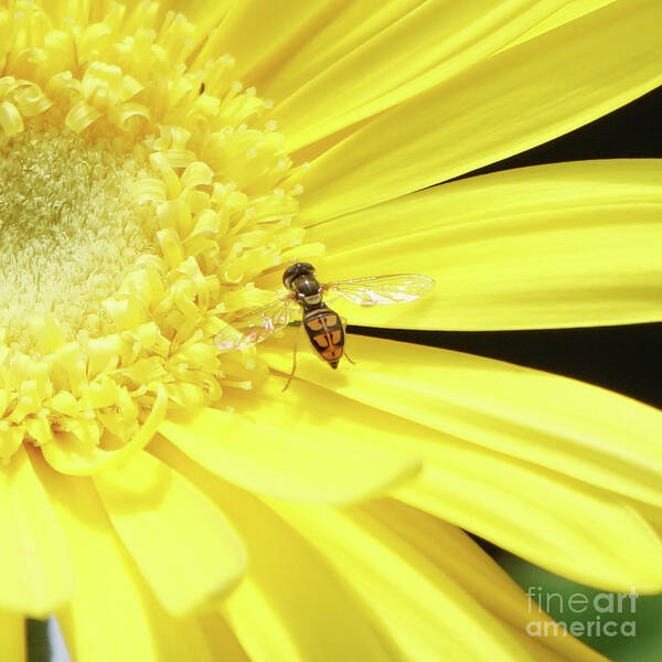 Daisy Art Print featuring the photograph Pollinator and Daisy by Robert E Alter Reflections of Infinity