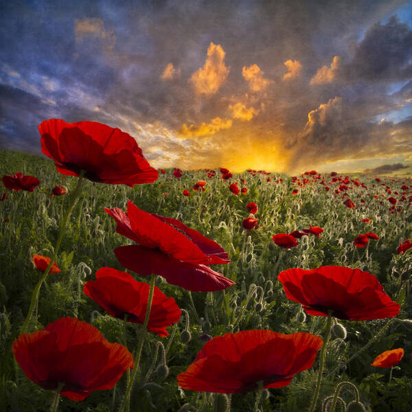 Appalachia Art Print featuring the photograph Poppy Field by Debra and Dave Vanderlaan