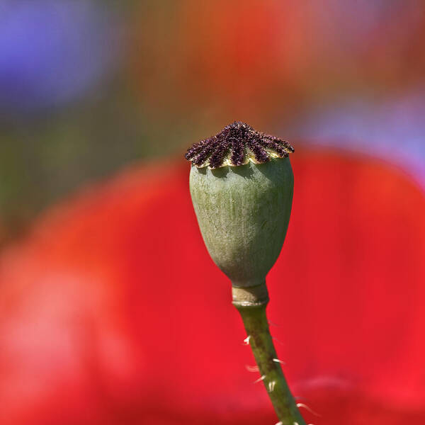 Nature Art Print featuring the photograph Poppy Seed Capsule by Heiko Koehrer-Wagner