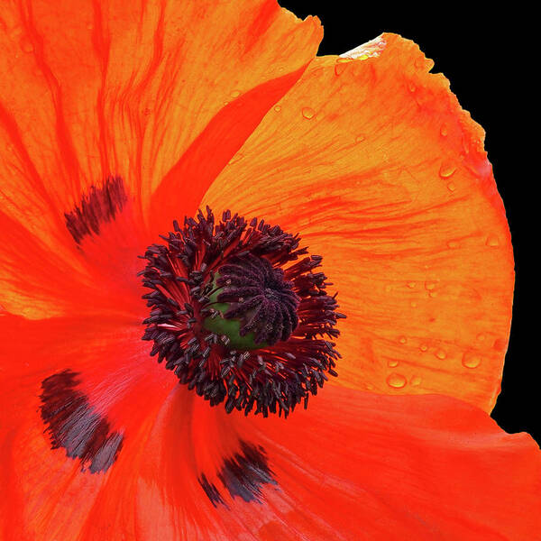 Single Red Poppy Art Print featuring the photograph Poppy With Raindrops 2 by Gill Billington