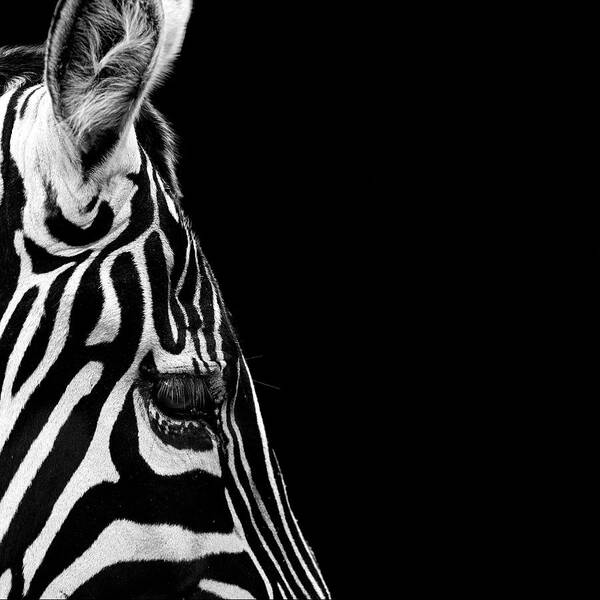 Zebra Art Print featuring the photograph Portrait of Zebra in black and white IV by Lukas Holas