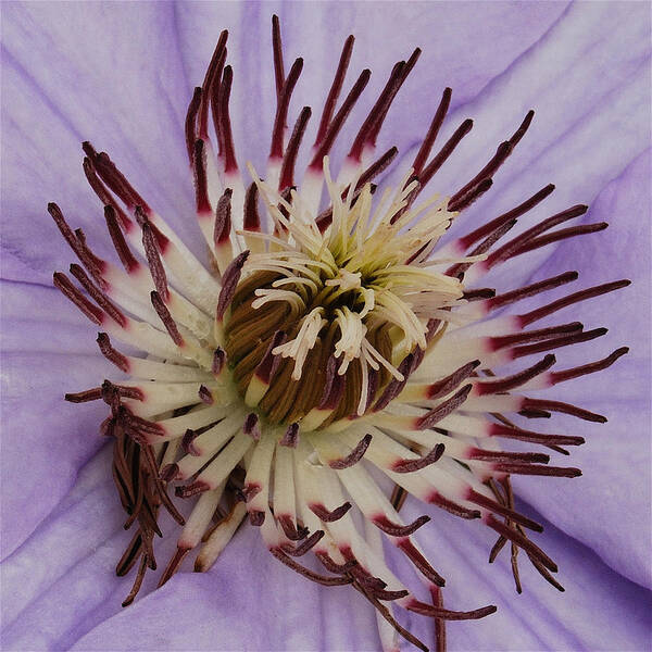 Clematis Art Print featuring the photograph Purple Clematis by Michael Peychich