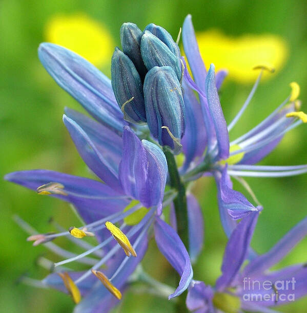 Camas Art Print featuring the photograph Quawmash by Katie LaSalle-Lowery