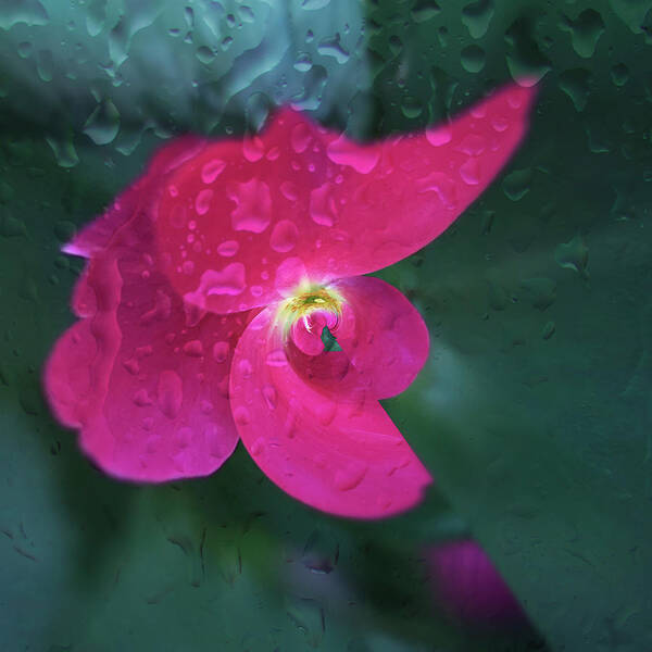 Flower Art Print featuring the photograph Rain drenched. by Usha Peddamatham