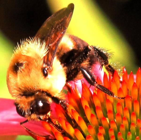Bee Art Print featuring the photograph Really Getting Into It by Ian MacDonald