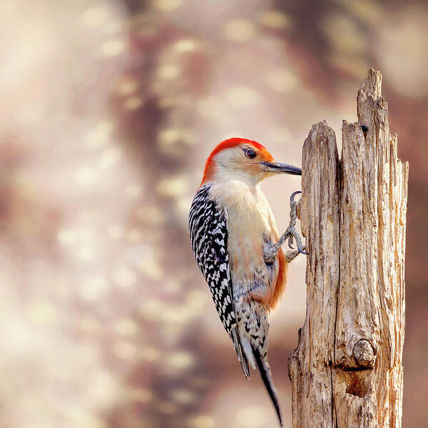 Red-bellied Woodpecker Art Print featuring the photograph Red Belly Soft Bokeh by Bill and Linda Tiepelman