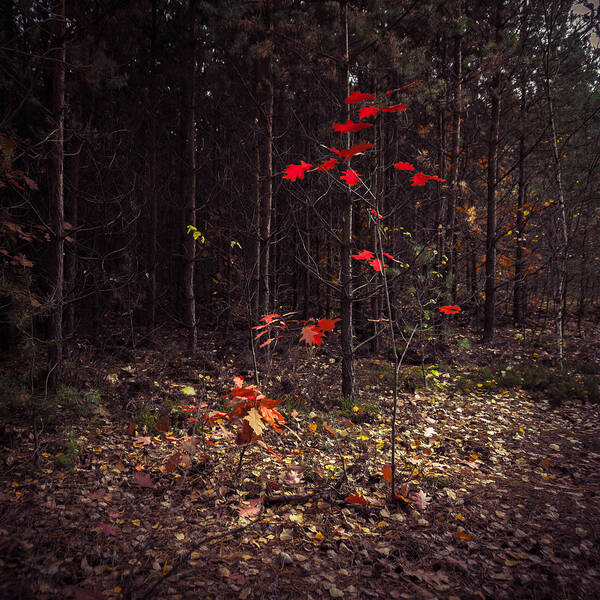 Fall Art Print featuring the photograph Red drops by Dmytro Korol