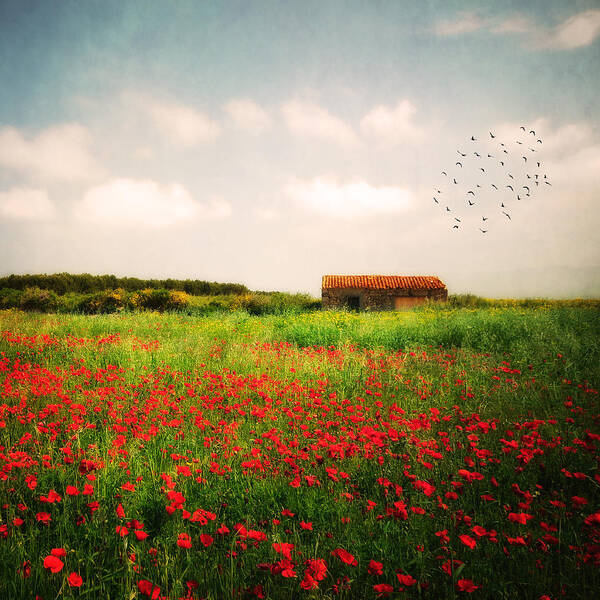 Poppies Art Print featuring the photograph Red Field by Philippe Sainte-Laudy