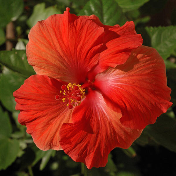 Hibiscus Art Print featuring the photograph Red Hibiscus 1 by Frank Mari