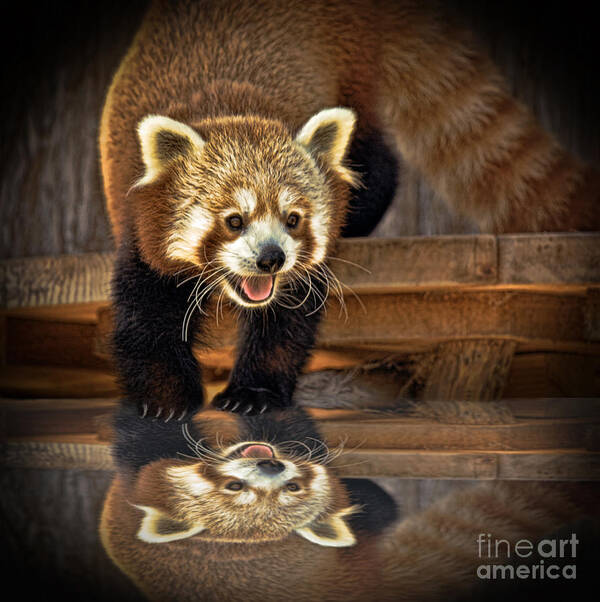 Red Panda Art Print featuring the photograph Red Panda altered version by Jim Fitzpatrick