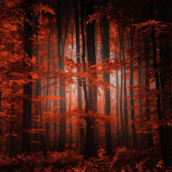 Forest Art Print featuring the photograph Red Parallel Universe by Philippe Sainte-Laudy