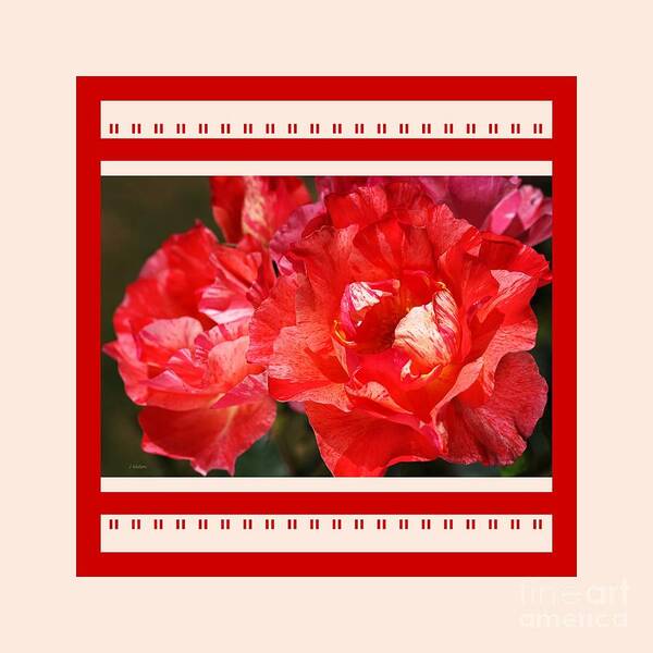 Rose Art Print featuring the photograph Red Rose With A Whisper Of Yellow And Design by Joy Watson