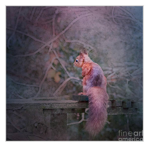 Squirrel Art Print featuring the photograph Red Squirrel by Nick Eagles