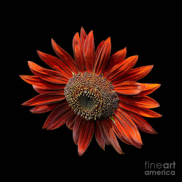 Red Art Print featuring the photograph Red Sunflower on Black by Edward Sobuta