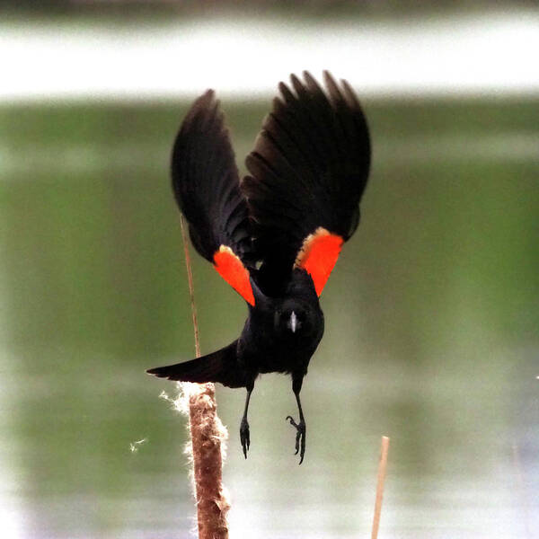 Bird Art Print featuring the photograph Red-Winged Blackbird III by C H Apperson