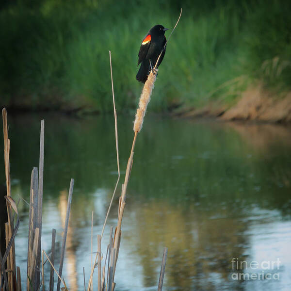 Red-winged Art Print featuring the photograph Red Winged Blackbird by Robert Bales