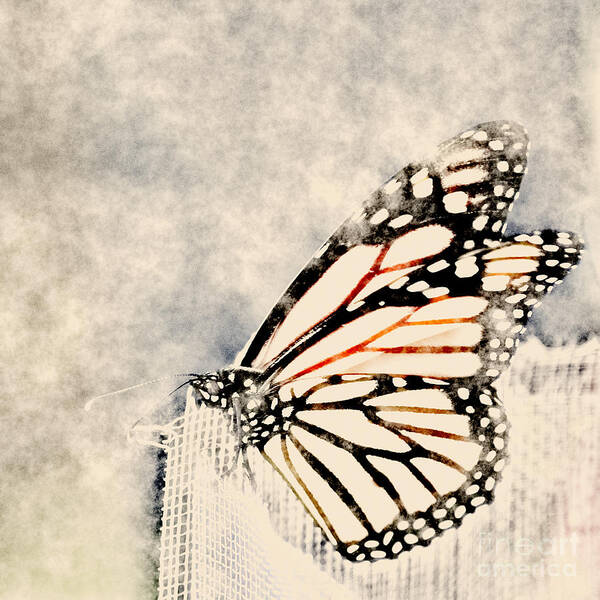 Gray Art Print featuring the digital art Reve de papillon - 11a by Variance Collections