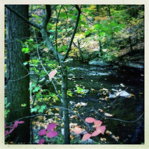  Art Print featuring the photograph Botanical Brook by Addie Kaen