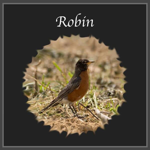 Robin Art Print featuring the photograph Robin by Holden The Moment