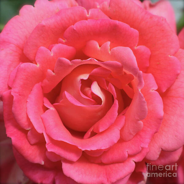 Rose Art Print featuring the photograph Ruffly Pink Rose Square by Carol Groenen