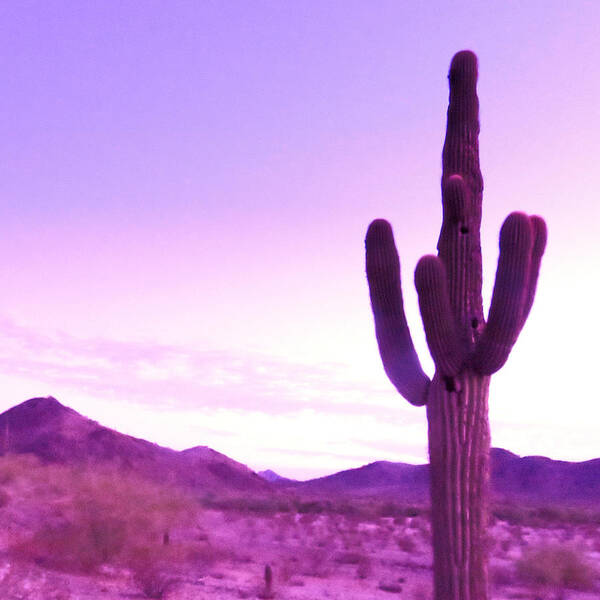 Arizona Art Print featuring the photograph Saguaro of the Purple Haze by Judy Kennedy